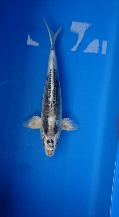 2014.約45CM