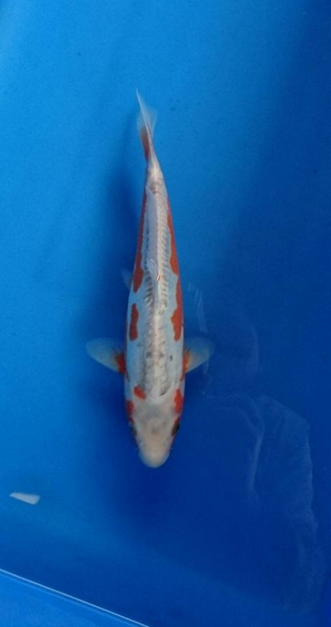 約30CM不明