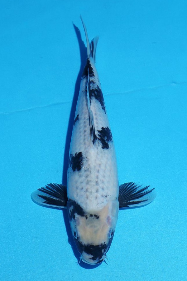13-影白寫-29cm-母-2015年產-5000起標(2016佳河錦鯉園拍賣會p-1)-1.jpg