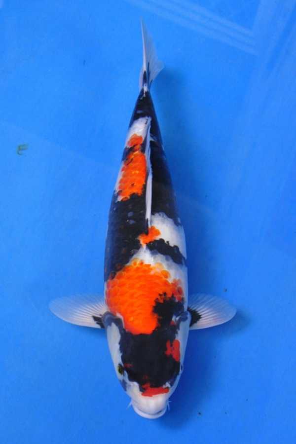 01-貞子昭和-48cm-母-2014年產-00起標(2016明宏錦鯉園拍賣會)-2 (2).jpg