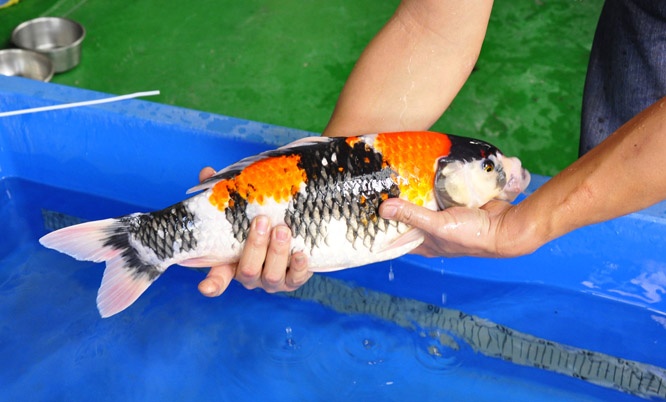01-貞子昭和-48cm-母-2014年產-00起標(2016明宏錦鯉園拍賣會)-3.jpg
