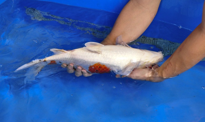 02-貞子大正-50cm-母-2014年產-00起標(2016明宏錦鯉園拍賣會)-2.jpg