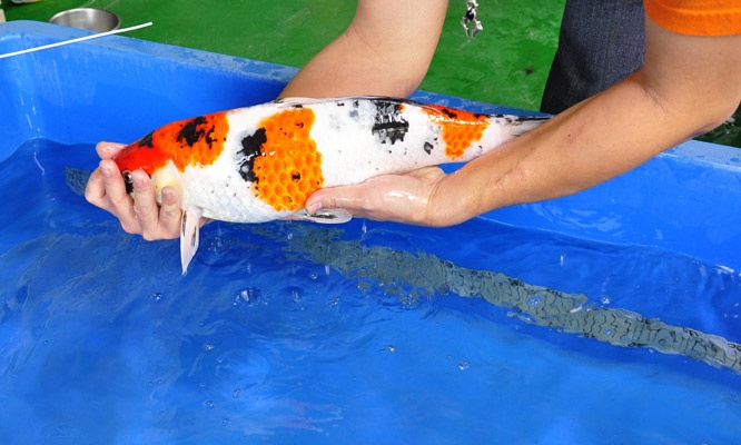 02-貞子大正-50cm-母-2014年產-00起標(2016明宏錦鯉園拍賣會)-4.jpg