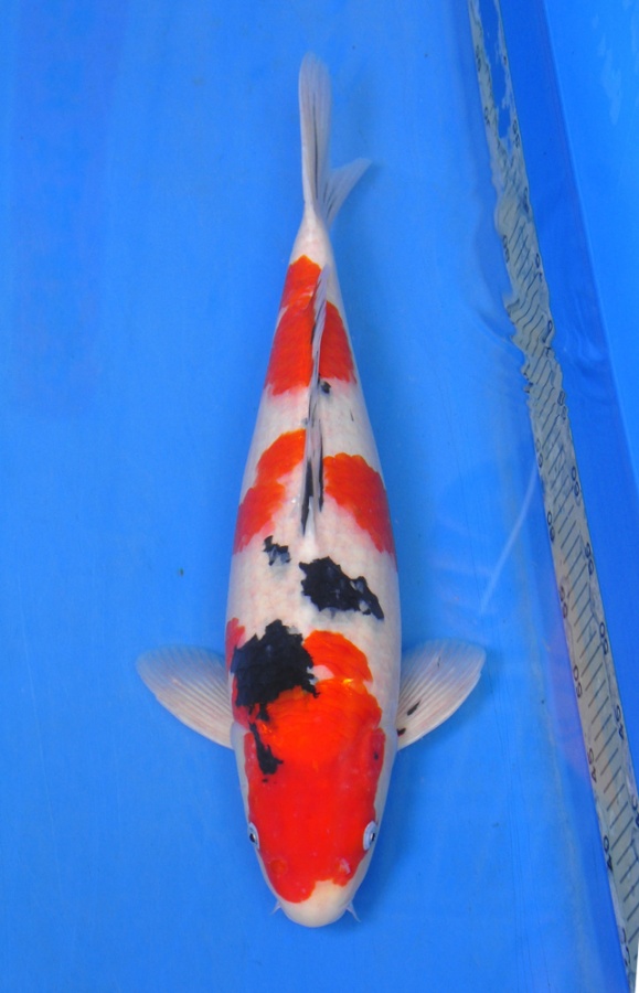 03-真子大正-55cm-公-$3000-2014年-(2016明宏錦鯉園拍賣會)-1.jpg