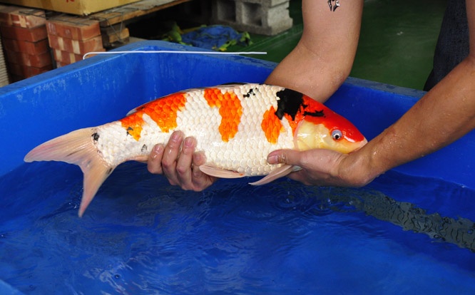 03-真子大正-55cm-公-00-2014年-(2016明宏錦鯉園拍賣會)-3.jpg