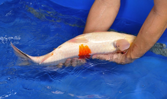 03-真子大正-55cm-公-00-2014年-(2016明宏錦鯉園拍賣會)-4.jpg
