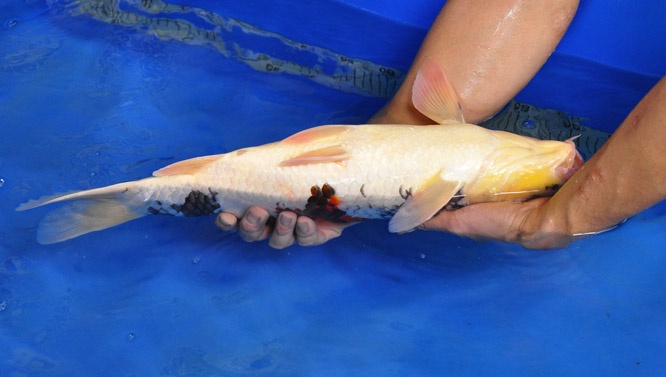04-貞子昭和-49cm-公-2014年產-00起標(2016明宏錦鯉園拍賣會)-2.jpg