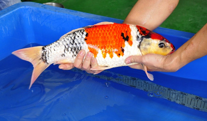 04-貞子昭和-49cm-公-2014年產-00起標(2016明宏錦鯉園拍賣會)-3.jpg