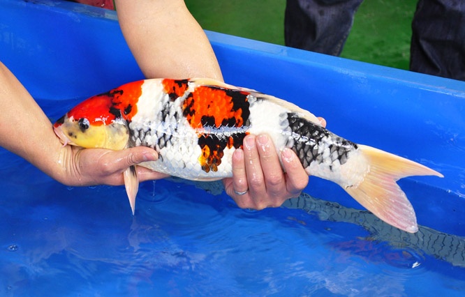04-貞子昭和-49cm-公-2014年產-00起標(2016明宏錦鯉園拍賣會)-4.jpg