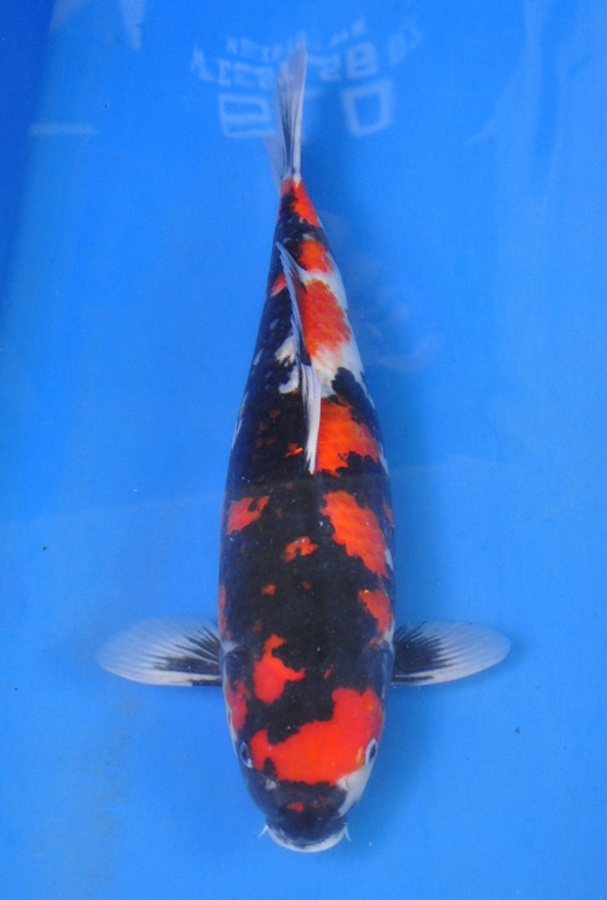 07-貞子昭和-52cm-母-2014年產-00起標(2016明宏錦鯉園拍賣會)-1.jpg
