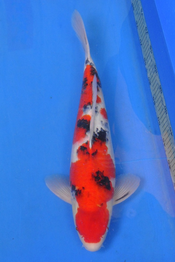 08-真子大正-52cm-公-2014年產-$3000起標(2016明宏錦鯉園拍賣會)-1.jpg