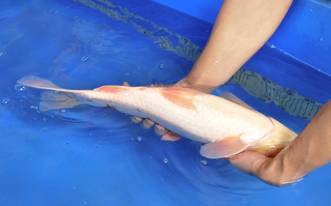 08-真子大正-52cm-公-2014年產-00起標(2016明宏錦鯉園拍賣會)-2.jpg