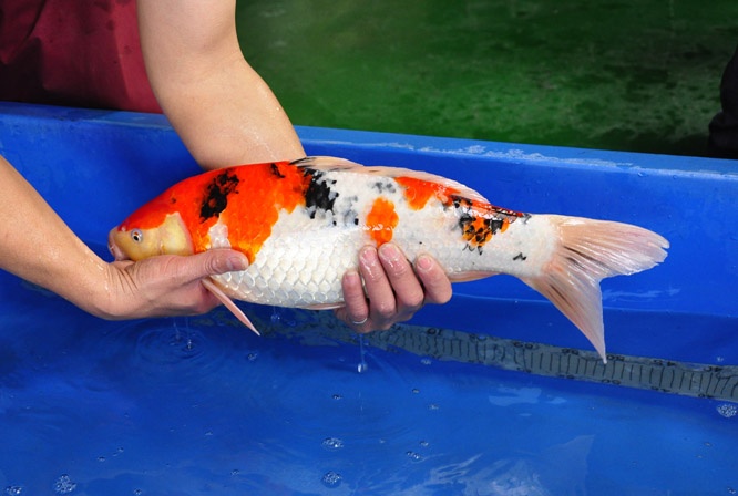 08-真子大正-52cm-公-2014年產-00起標(2016明宏錦鯉園拍賣會)-4.jpg