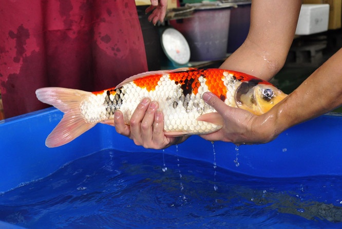 09-真子昭和-51cm-公-2014年產-00起標(2016明宏錦鯉園拍賣會)-3 .jpg