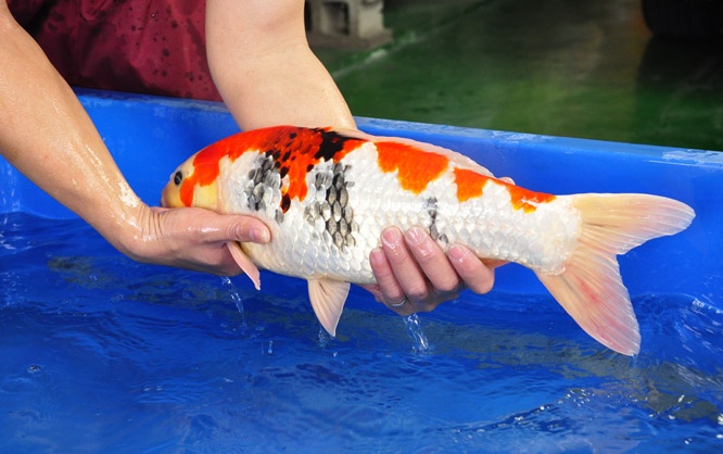 09-真子昭和-51cm-公-2014年產-00起標(2016明宏錦鯉園拍賣會)-4  .jpg