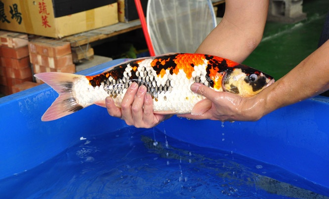 11-真子昭和-50cm-公-2014年產-00起標(2016明宏錦鯉園拍賣會)-3.jpg