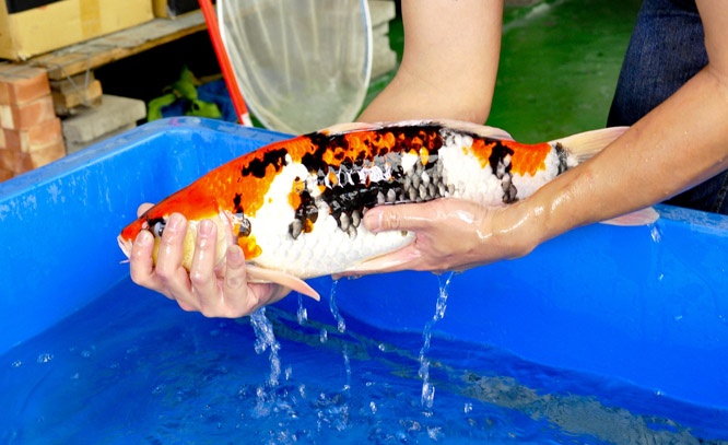 11-真子昭和-50cm-公-2014年產-00起標(2016明宏錦鯉園拍賣會)-4.jpg