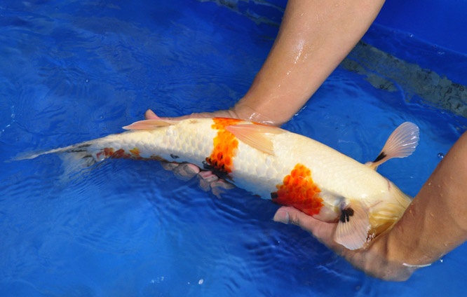 12-真子昭和-51cm-公-2014年產-00起標(2016明宏錦鯉園拍賣會)-2.jpg