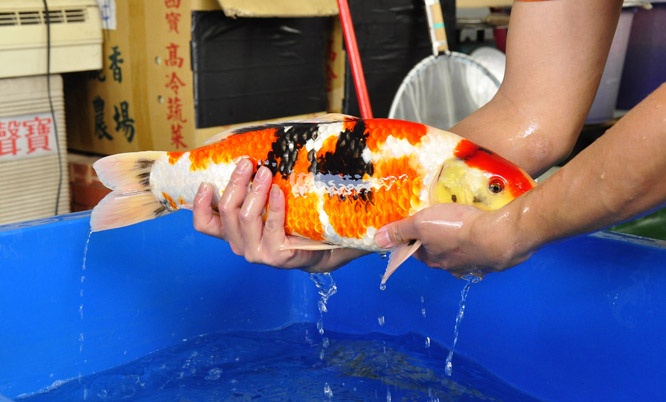 12-真子昭和-51cm-公-2014年產-00起標(2016明宏錦鯉園拍賣會)-3.jpg