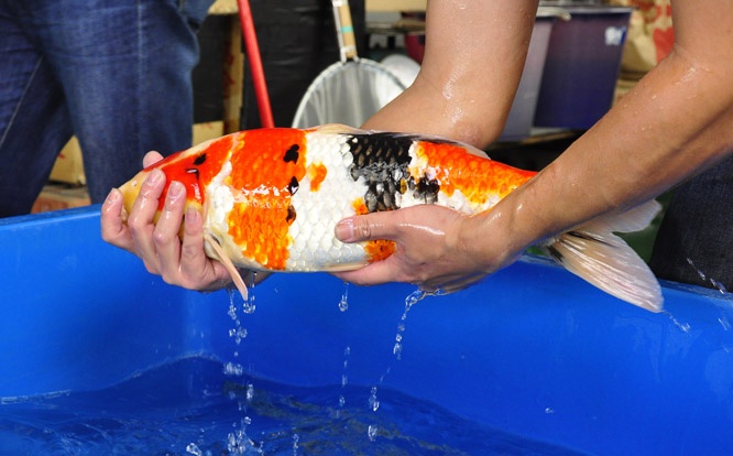 12-真子昭和-51cm-公-2014年產-00起標(2016明宏錦鯉園拍賣會)-4.jpg