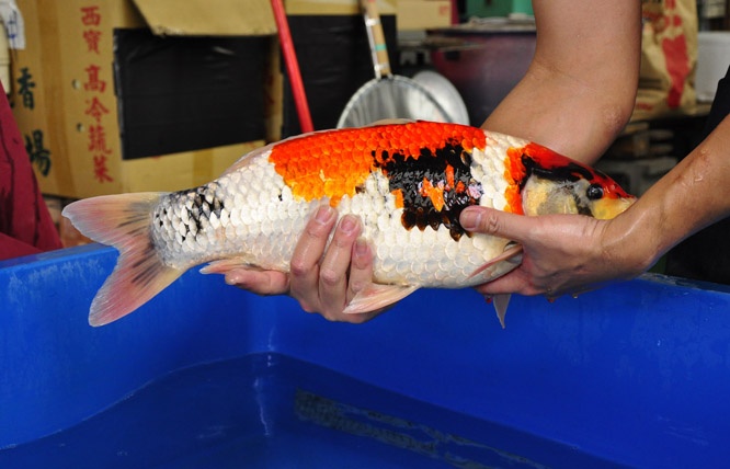 13-真子昭和-51cm-公-2014年產-00起標(2016明宏錦鯉園拍賣會)-3-2.jpg