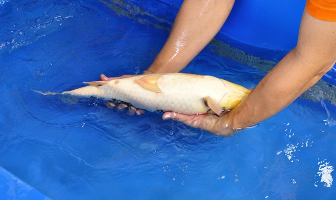 13-真子昭和-51cm-公-2014年產-00起標(2016明宏錦鯉園拍賣會)-2.jpg