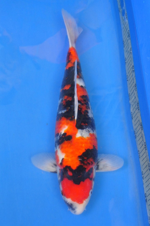 15-真子昭和-51cm-母-2014年產-$3000起標(2016明宏錦鯉園拍賣會)-1.jpg