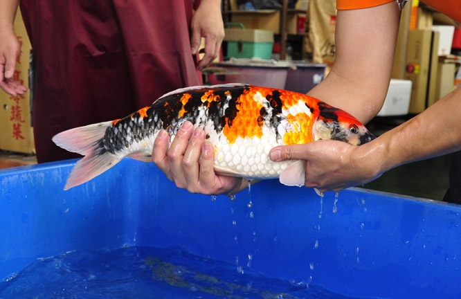 15-真子昭和-51cm-母-2014年產-00起標(2016明宏錦鯉園拍賣會)-3.jpg