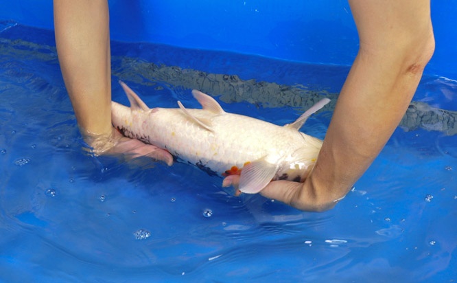 15-真子昭和-51cm-母-2014年產-00起標(2016明宏錦鯉園拍賣會)-2.jpg
