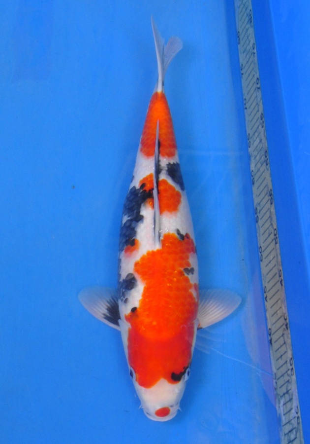 16-真子昭和-49cm-母-00-2014年產-(2016明宏錦鯉園拍賣會)-1.jpg