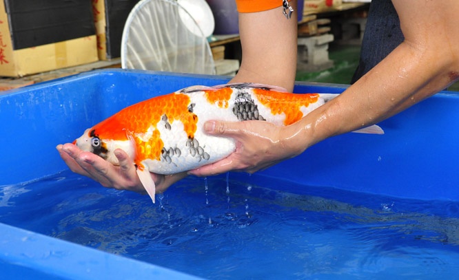 16-真子昭和-49cm-母-00-2014年產-(2016明宏錦鯉園拍賣會)-2.jpg