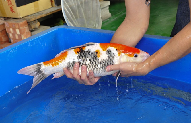 16-真子昭和-49cm-母-00-2014年產-(2016明宏錦鯉園拍賣會)-3.jpg