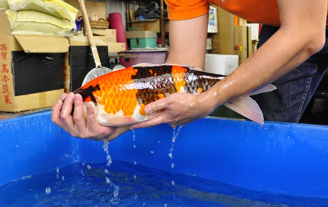 18-真子昭和(獅女王特徵明顯)-50cm-公-00-(2016明宏錦鯉園拍賣會)-3.jpg