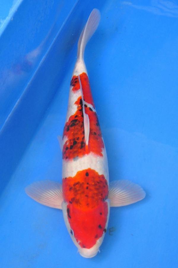 19-衣朝和-49cm-公-2014年產-$3000起標(2016明宏錦鯉園拍賣會)-1-2.jpg