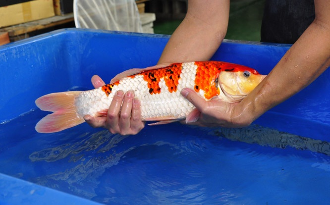 19-衣朝和-49cm-公-2014年產-00起標(2016明宏錦鯉園拍賣會)-3.jpg