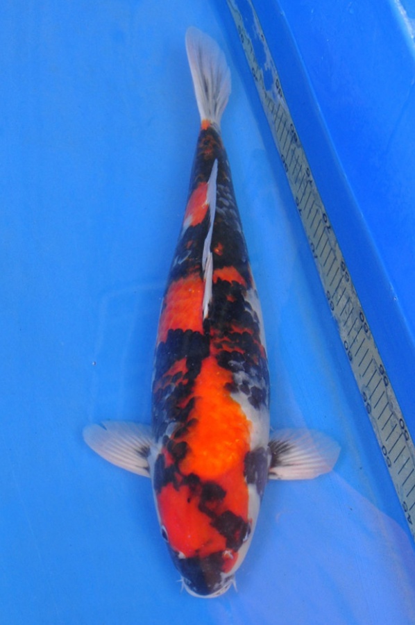20-真子昭和-53cm-母-2014年產-$3000起標(2016明宏錦鯉園拍賣會)-1.jpg