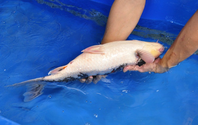 20-真子昭和-53cm-母-2014年產-00起標(2016明宏錦鯉園拍賣會)-2.jpg