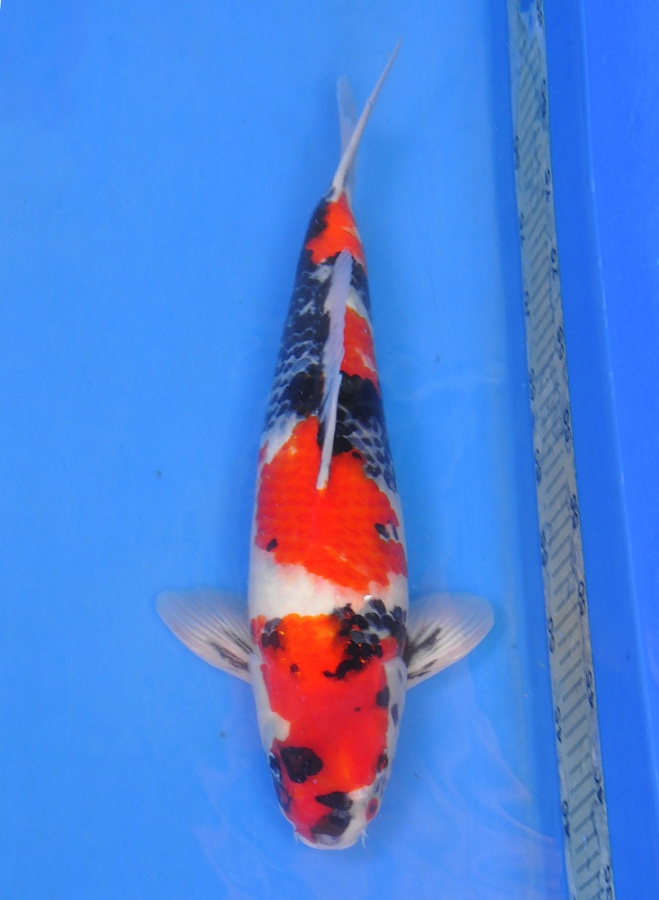 22-真子昭和-47cm-公-2014年-$3000-(2016明宏錦鯉園拍賣會)-1.jpg