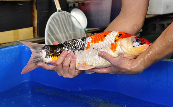22-真子昭和-47cm-公-2014年產-00起標(2016明宏錦鯉園拍賣會)-3.jpg