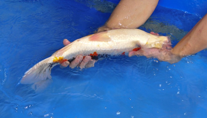22-真子昭和-47cm-公-2014年產-00起標(2016明宏錦鯉園拍賣會)-2.jpg