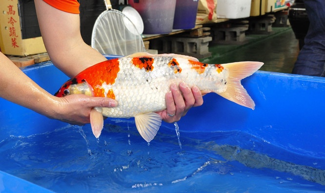 23-真子昭和-50cm-公-2014年產-00起標(2016明宏錦鯉園拍賣會)-4.jpg