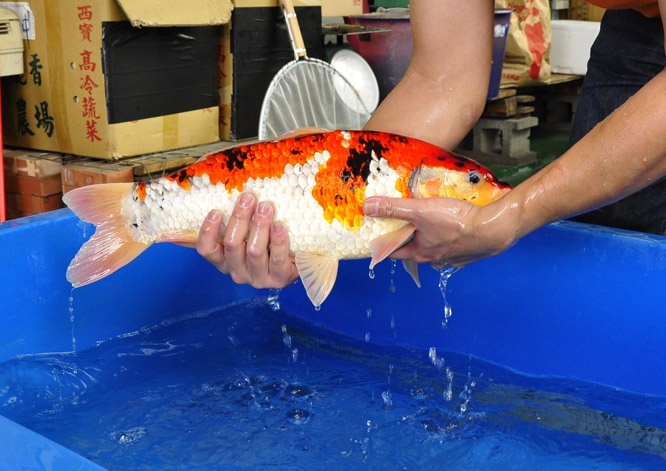 23-真子昭和-50cm-公-2014年產-00起標(2016明宏錦鯉園拍賣會)-3.jpg