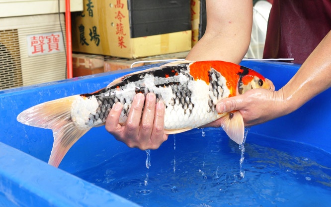 24-真子昭和-48cm-公-2014年產-00起標(2016明宏錦鯉園拍賣會)-4.jpg