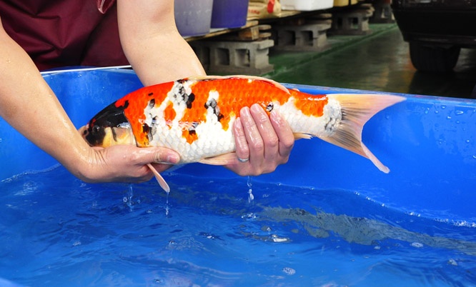 24-真子昭和-48cm-公-2014年產-00起標(2016明宏錦鯉園拍賣會)-3.jpg