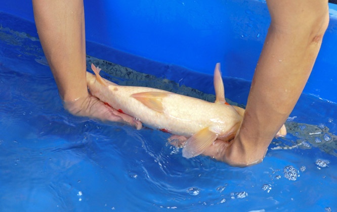 24-真子昭和-48cm-公-2014年產-00起標(2016明宏錦鯉園拍賣會)-2.jpg
