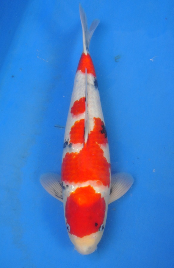 25-真子昭和-48cm-公-2014年-$3000-(2016明宏錦鯉園拍賣會)-1.jpg