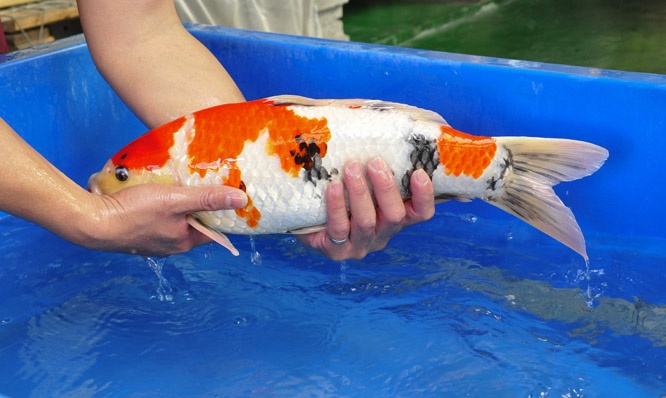 25-真子昭和-48cm-公-2014年-00-(2016明宏錦鯉園拍賣會)-2.jpg