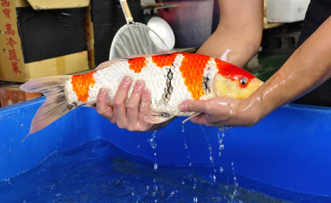 25-真子昭和-48cm-公-2014年-00-(2016明宏錦鯉園拍賣會)-3.jpg
