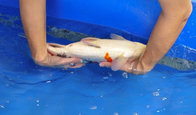 25-真子昭和-48cm-公-2014年-00-(2016明宏錦鯉園拍賣會)-4.jpg