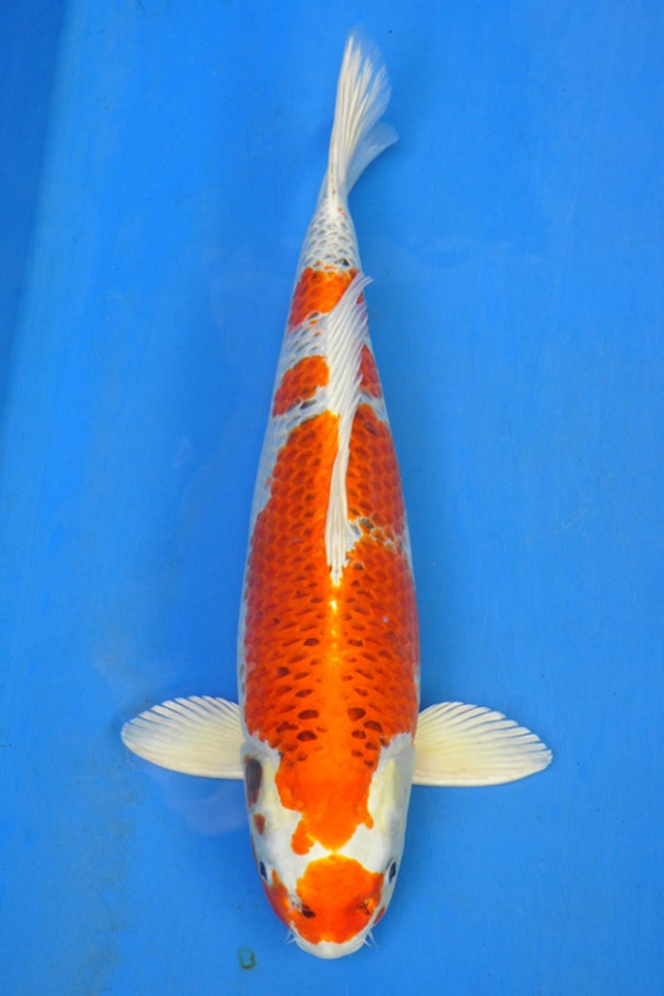 26-孔雀-56cm-母-2013年尾產-$3000起標(2016明宏錦鯉園拍賣會)-1.jpg